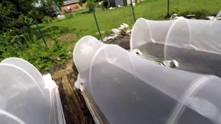 Pest Free Organic Gardening 13 - Proteknet insect barrier and Dipel for cabbage loopers