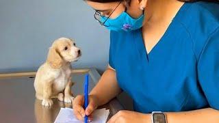 When Your Dog Is Trying to Sweet Talk The Vet   Funniest Dog Reaction