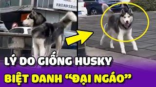 Lý do gọi giống chó Husky là ĐẠI NGÁO HUSKY  | Yêu Lu Official