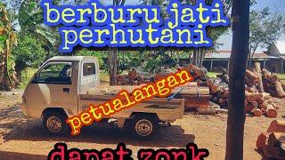 Berburu jati perhutani (proses belah kayu) dapat zonk satu