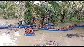 cara orang mengeluarkan buah sawit ketika banjir di Kalimantan...