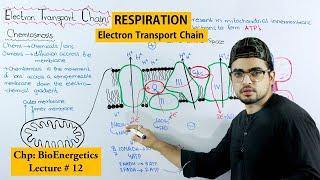 Electron transport Chain (ETC) |Cellular respiration|