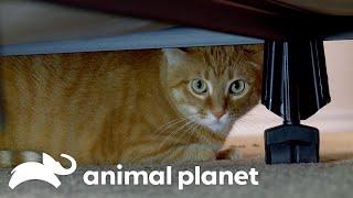 Whisky Is Out if He Doesn’t Learn to Use the Litter Box | My Cat From Hell | Animal Planet