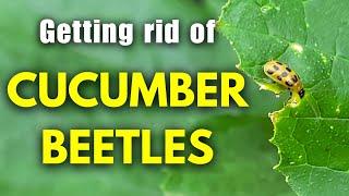 Cucumber Beetles - What is the best way to get rid of them?