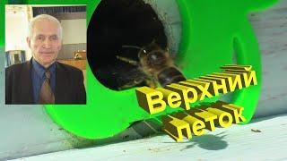 Профессор Кашковский про верхний леток