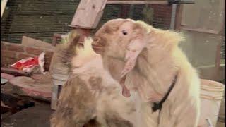 MD Goat Farm Ke Andul Bakre