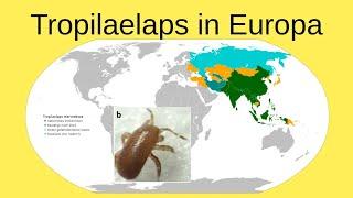 23.12.'24 Tropilaelaps mercedesae - erste Nachweise in Europa