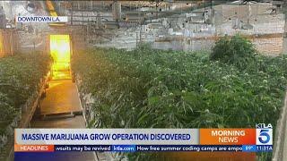 Massive marijuana grow op discovered on Flower Street