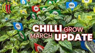 Should I Swap Chillies for Tomatoes?  - March 2024