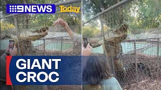 Giant crocodile climbs fence at wildlife park | 9 News Australia