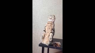 Scottish fold cat standing on two legs  / Шотландский кот стоит на задних лапах