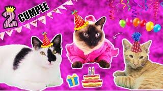 CUMPLEAÑOS de mis Gatos #2!!