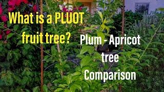 Comparing a Pluot tree to Plum and Apricot trees - Arizona Zone 9B Backyard Orchard