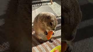 Poppy the Prairie Dog is having a SASSY morning! 