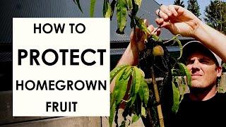 This ONE TIP will save your backyard fruit harvest!