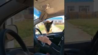 Try to laugh bro.                           #animals #viral #trending