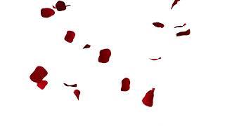 Red rose petals falling effect white background Free download overlay