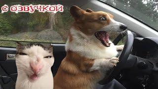 Funny animals! Funniest Cats and Dogs - 92