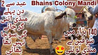 Bhains Colony Mandi Karachi Cattle Latest Rates Update Friday 14 June 2024 | Cow Mandi 2024