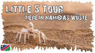 Diese Tour ist der Wahnsinn - Die Tiere der Wüste - Little 5 Tour  -  Namibia Reise #04