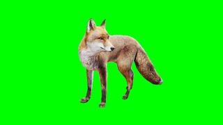 Fox Greenscreen Animation | 2022 | No Copyright