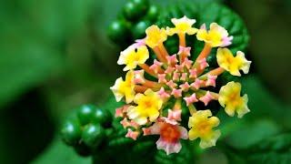 Where should lantana be planted next to which  plants, is it poisonous and how is it grown?