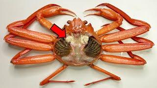 Strange Organ Inside the Crab ! - Crab Dissection