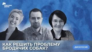 Собаки без дома: законодательство и социальная ответственность | Коллективное действие