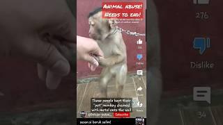 Owners kept their "pet" monkey CHAINED WITH METAL TO THE WALL!! #babymonkey #monkey #abuse #shorts