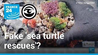 The TikTokers carrying out fake sea turtle rescues • The Observers - France 24