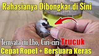 ANDA YG PERTAMA TAHU! CIRI-CIRI TRUCUKAN PROSPEK | CIRI-CIRI TRUCUKAN CEPAT GACOR DAN BERSUARA KERAS