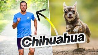 How dogs would run if they were people.