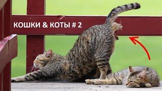Приколы с Котами и Кошками 2020 # 2 | Смешные Коты и Кошки 2020 | Лучшее видео с котами и кошками