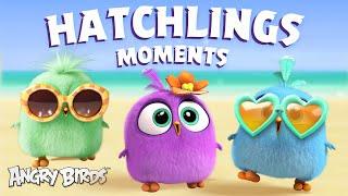 Angry Birds | Adorable Hatchlings Moments