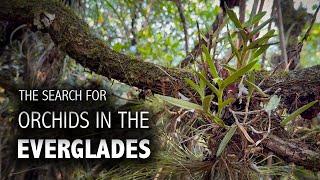 Searching for Native Orchids in the Florida Everglades: WE FOUND ORCHID BLOOMS + RARE WILDLIFE!