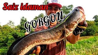 casting haruan_rezeki saiz idaman melimpah Kali ini #fishing #babon #fishinglife