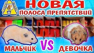 ПОЛОСА ПРЕПЯТСТВИЙ ДЛЯ ХОМЯКОВ  / ВЖИК VS БЕЛКА / МАЛЬЧИК ИЛИ ДЕВОЧКА? / ЛАБИРИНТ / Alisa Easy Pets