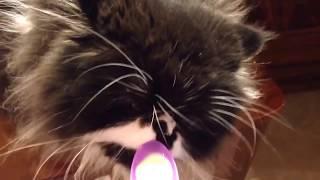 Cat Licks Ice Cream And Gets Brain Freeze