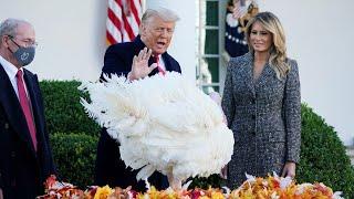 Trump pardons the Thanksgiving turkey 'Corn'