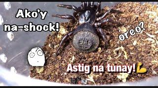 Rare oreo Spider Update! Nagpakitang-gilas finally! Hanep!