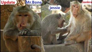 Update ! Mr. Bone sitting like sad very see Jessie make grooming for Sankra like this,