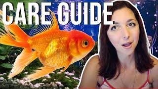 Goldfish Beginner Care Guide | Basic Care For Goldfish