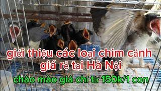 07/07_ giới thiệu các loại chim cảnh giá rẻ tại Hà Nội mời anh em kết nối Zalo 0389860987