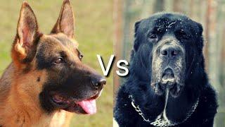 Немецкая овчарка против Алабай! КТО СИЛЬНЕЕ? German Shepherd VS Alabay! WHO IS STRONGER?