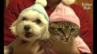 Dog Tries To Kiss A Cat Who He Has A Crush On | Kritter Klub