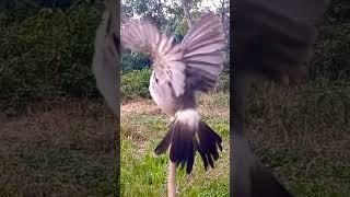 full power suara alami Burung Kutilang