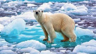Арктика - интересные факты. Природа Арктики