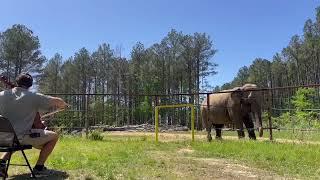 The Elephant Sanctuary | Sissy Listens to the Cello