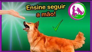 Como ensinar a SEGUIR A MÃO - cachorro - Luring/indução