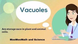 Vacuoles-Cell Organelles